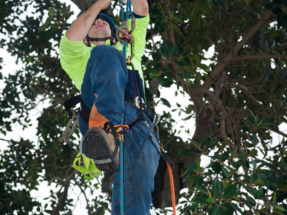 Qualified arborist working in a mature tree during a risk assessment in Vale of Glamorgan