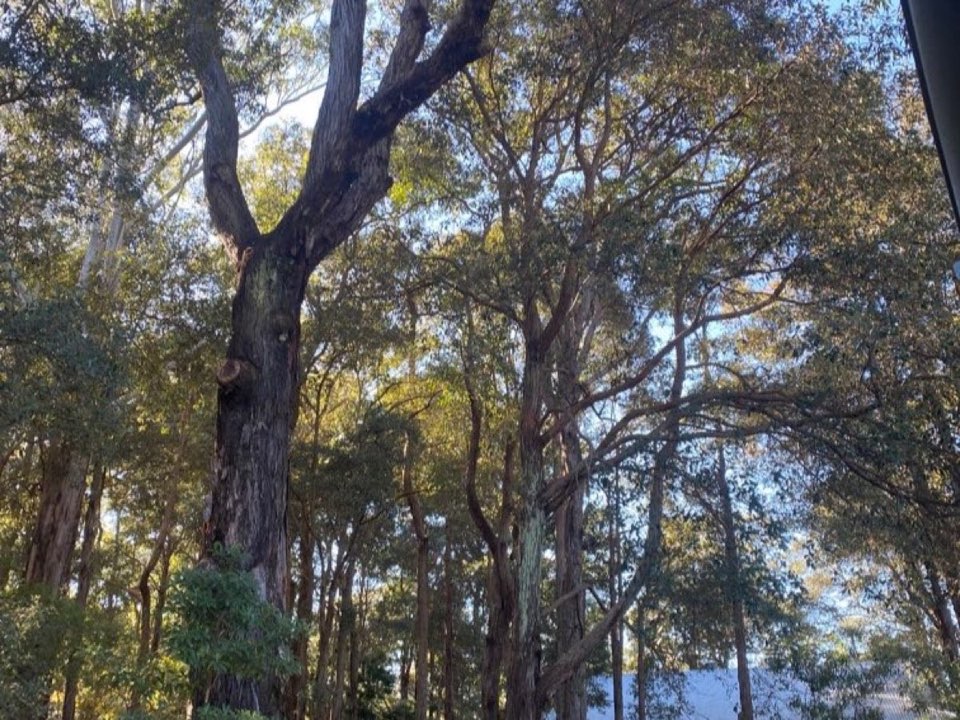 Mature trees in Vale of Glamorgan parkland with a property visible in the background
